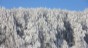Ice trees